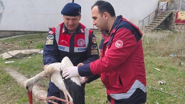 Yaralı Leylek Tedavi Edildi