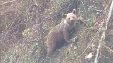 Sinop'ta Yavru Ayı Görüntülendi