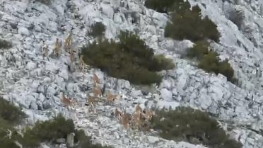 Muğla'da Yaban Keçileri Dron ile Görüntülendi