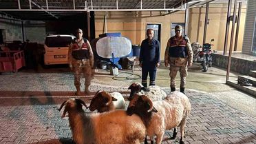 Kayıp Hayvanlar Jandarma Tarafından Bulundu
