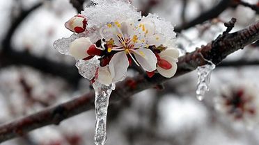 Zirai don, kar, yağmur! 42 il için sarı kodlu uyarı verildi