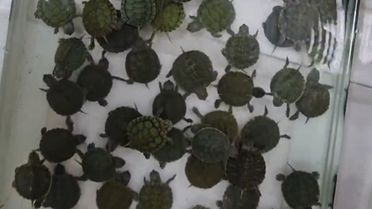 Denizli'de Petshop Denetimi: Yasaklı Türlere El Konuldu