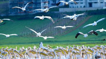 Pelikanlar Boğazköy Barajı'nda Mola Verdi