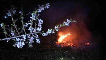 Demirci'de Badem Üreticileri Don Nöbetinde