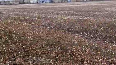 Çiğdemler Baharı Müjdeliyor