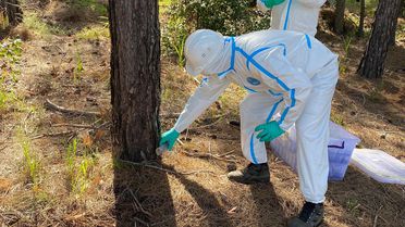 Marmaris'te Çam Kese Böceğine Karşı Terminator Böcek Bırakıldı