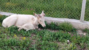 Bembeyaz Alageyik Bahçede