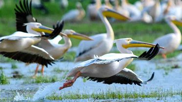 Pelikanlar Boğazköy Barajı'nda Molada