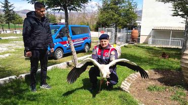 Hasta Leylek Yozgat'ta Koruma Altında