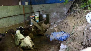 Heyelan Hayvanları Mahsur Bıraktı