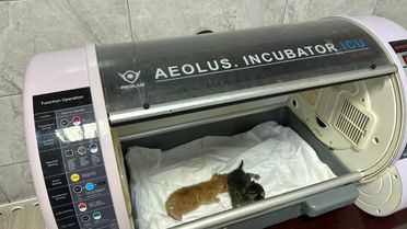 Düzce'de İtfaiye, İki Yavru Kediyi Hayata Döndürdü