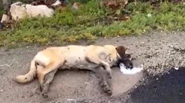 Kemerhisar'daki zehirlenme iddiaları üzerine valilik harekete geçti