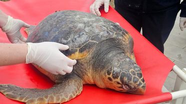 Tekirdağ'da Ölü Caretta Caretta Bulundu