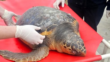 Ölü Caretta Caretta İncelemeye Alındı