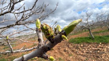 Şanlıurfa'da Antep Fıstığı Bakımı Kritik
