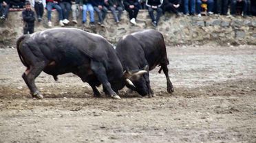 Yusufeli Boğa Güreşleri Sezonu Açıldı