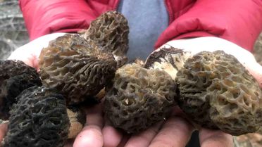 Akseki'de Kuzugöbeği Sezonu Başladı