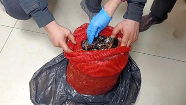 Bursa-Balıkesir'de Kaçak 10 Ton Midye Ele Geçirildi