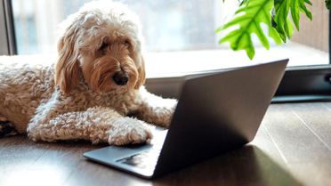 Hayvanlarla İletişim İçin Yapay Zeka Dönemi