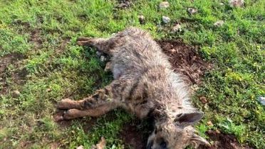 Halfeti'de Köpek Saldırısında Sırtlan Telef Oldu