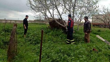 Mardin'de kuyuya düşen ineği itfaiye kurtardı