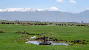Erzurum'da İklim Değişikliği ve Tarımsal Üretim