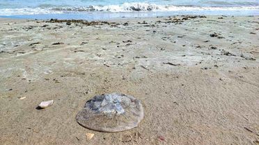 Yumurtalık'ta Kıyı Denizanalarıyla Dolduruldu