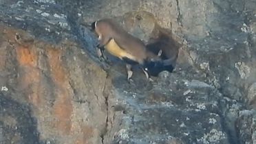 Dev boynuzları engel olmadı: Dağ keçisi dar mağaraya böyle girdi