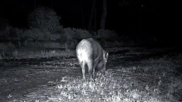 Ganos Dağı'nda Yaban Hayatı Görüntülendi