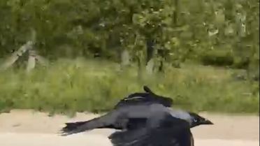 DÜZCE'de Karga Hakan Çiçekoğlu'nun Omzuna Kondu