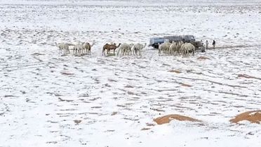 Suudi Arabistan'da çöller dolu yağışıyla beyaza büründü