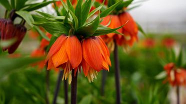 Ters laleyi koparmanın cezası 700 bin lira: Yılda sadece 20 gün yaşıyor