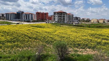 Kanola Tarlaları Sarıya Büründü