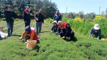 Altınözü'nde Zahter Hasadı Devam Ediyor