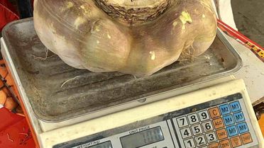 Batman'da Dev Turp Şaşırttı