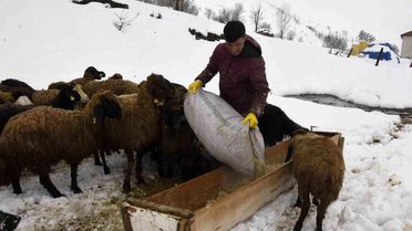 Bitlis'te Uzayan Kış, Hayvan Yetiştiricilerini Zor Durumda Bıraktı