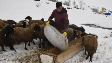 Bitlis'te Kar, Besicileri Zorladı