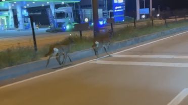 Bartın'da Karaca Anları Kaydedildi