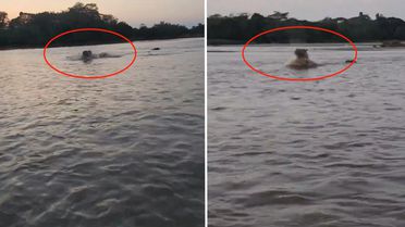 Kolombiya’da Escobar’ın hipopotamları için av kararı alındı