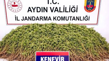 Nazilli'de 208 Kök Hint Keneviri Ele Geçirildi