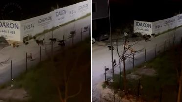 Sancaktepe'de ürküten manzara! Videoyu izleyenler belediye başkanını etiketledi