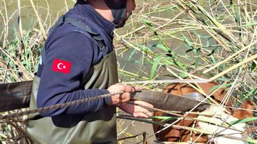 Tahliye Kanalındaki İnekler Kurtarıldı