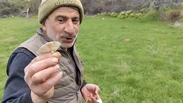 Çüngüş'te Doğal Mantar Hasadı