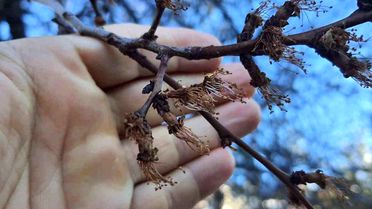 Erzincan'da Kayısı Ağaçlarına Zirai Don Zarar Verdi