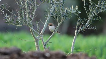 Hatay'da Türkistan Örümcekkuşu Gözlemlendi