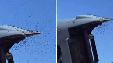 İsrail’de 'Sarı Alarm': Tarihin en büyük arı istilası askeri uçuşları durdurdu