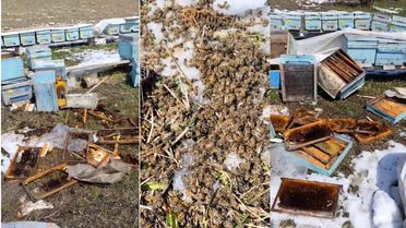 Hakkari'de Ayı Saldırısı, Arılı Kovanlar Zarar Gördü