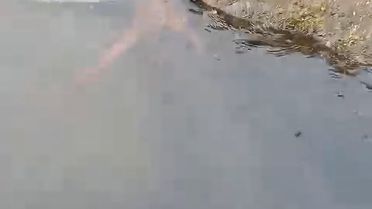 Su Samuru Balıkçıdan Balığı Çaldı