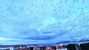 Tatvan'da Sığırcıkların Görsel Şöleni