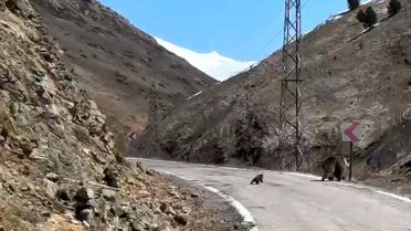 Gümüşhane'de Sevimli Ayı Annesi ve Yavruları